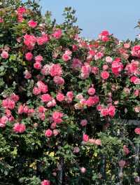 漫步薔薇花海：擁抱美好與寧靜