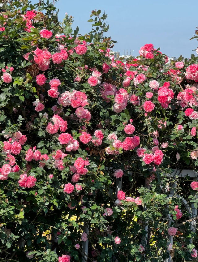 漫步薔薇花海：擁抱美好與寧靜