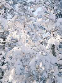 長白山-延吉森林探秘 邂逅冬日浪漫要去