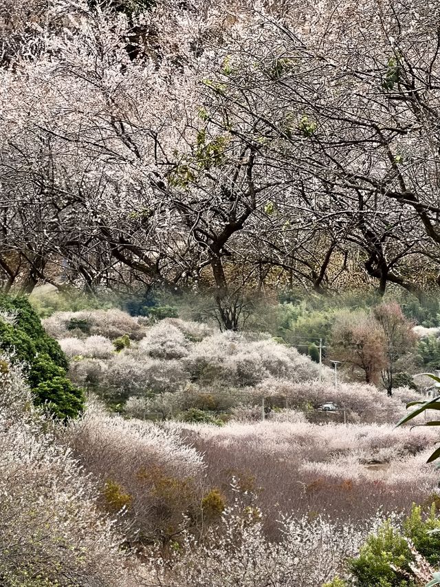 免費廣州0元賞梅花天花板