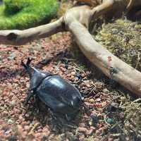 吉林遼源市田雨小鎮:田園詩畫中的夢幻樂園