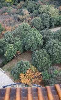 湖南岳陽聖安寺 | 願心所願，皆能如願