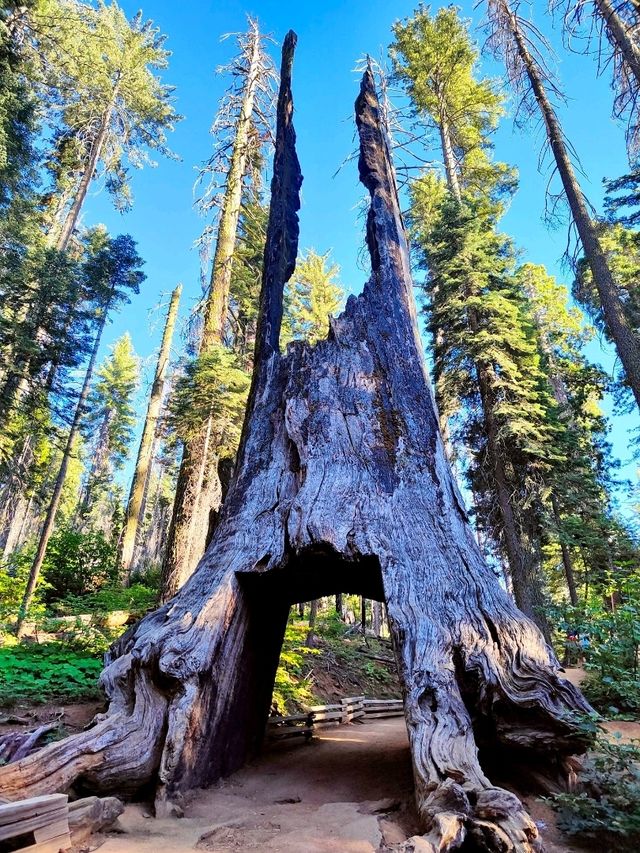 Exploring Mariposa Grove Trail in Yosemite 🌲🌿