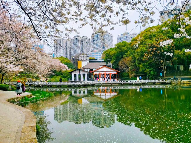 望月公園賞櫻花 望月公園賞櫻花
