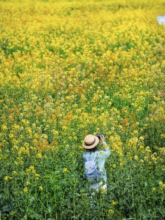 又被盛開的油菜花田擊中了