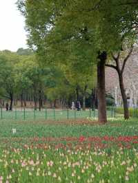 什麼神仙公園比櫻花還浪漫，超好拍