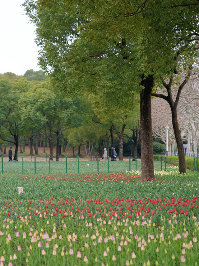 什麼神仙公園比櫻花還浪漫，超好拍