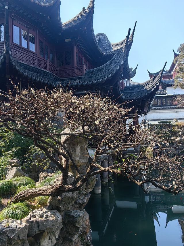 早春二月，展開上海三日遊