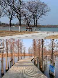 解鎖枝江金湖濕地公園，藏在湖北的生態寶藏