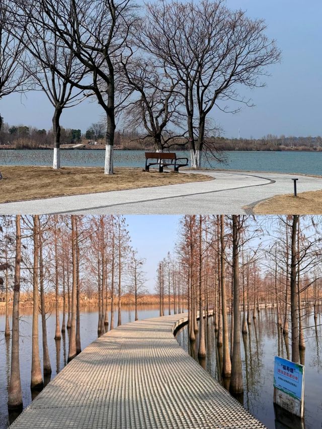 解鎖枝江金湖濕地公園，藏在湖北的生態寶藏