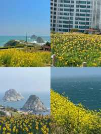 追着春天去旅行！釜山春日賞花體驗！