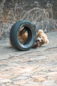 動物園遊記ᵕ̈終於看到軍軍和紅糖啦 附攻略