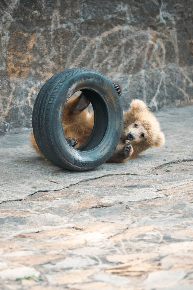 動物園遊記ᵕ̈終於看到軍軍和紅糖啦 附攻略