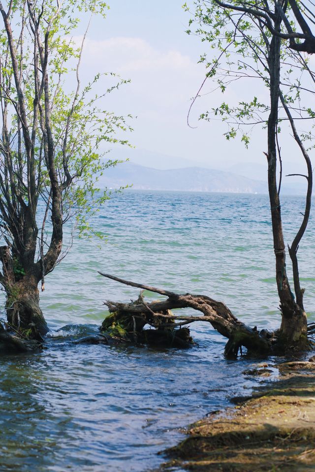 大理騎行洱海邊，欣賞人間三月的春景