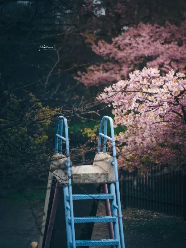 京都で桜が咲いた？今年の第一陣の桜難民です！