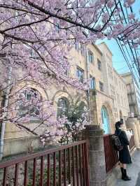 京都で楽しむ早春の桜