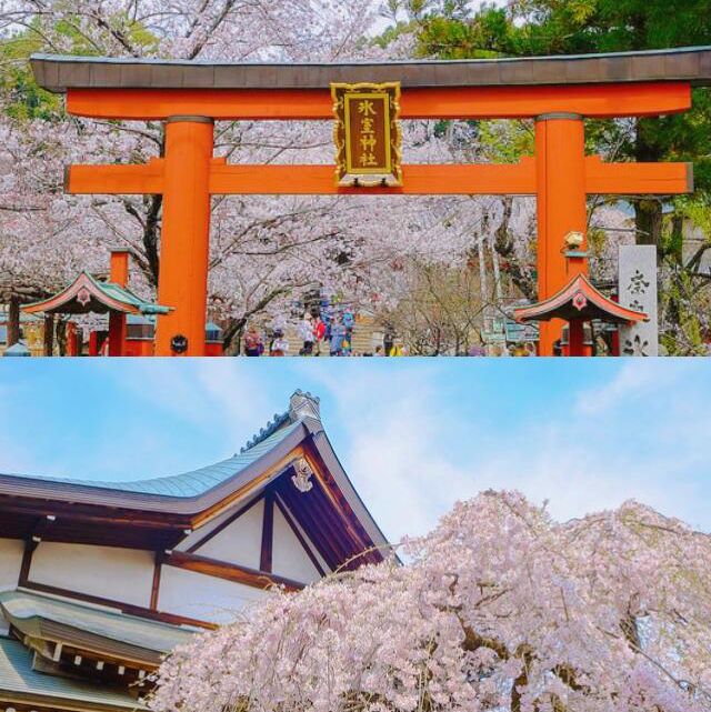 🌸櫻花季去大阪奈良 | 建議直接複製這條路線
