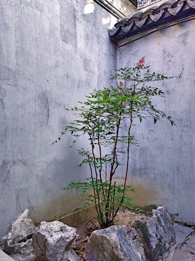 蘇州嚴家花園丨隱藏在古鎮裡的江南園林