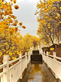 雨中黃花風鈴木，太震撼了