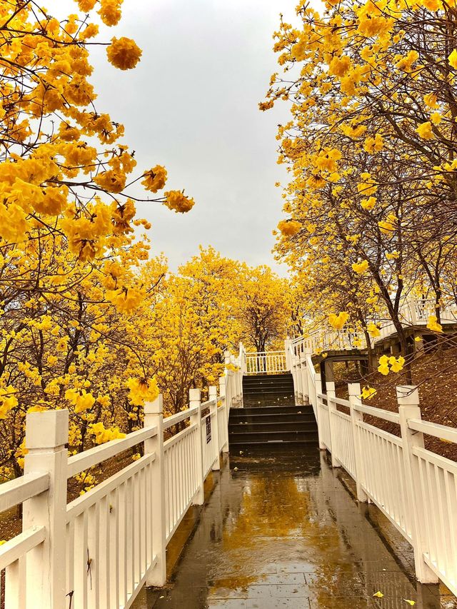 雨中黃花風鈴木，太震撼了