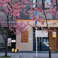 🌸3.9日本橋櫻花，陽光下的絢爛之美