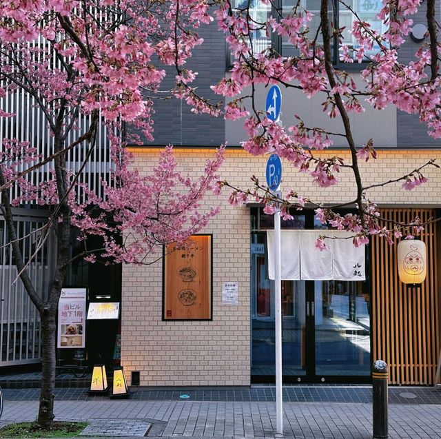 🌸3.9日本橋櫻花，陽光下的絢爛之美