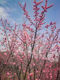 寧陝子午梅苑 | 走進秦嶺深處的百畝梅園