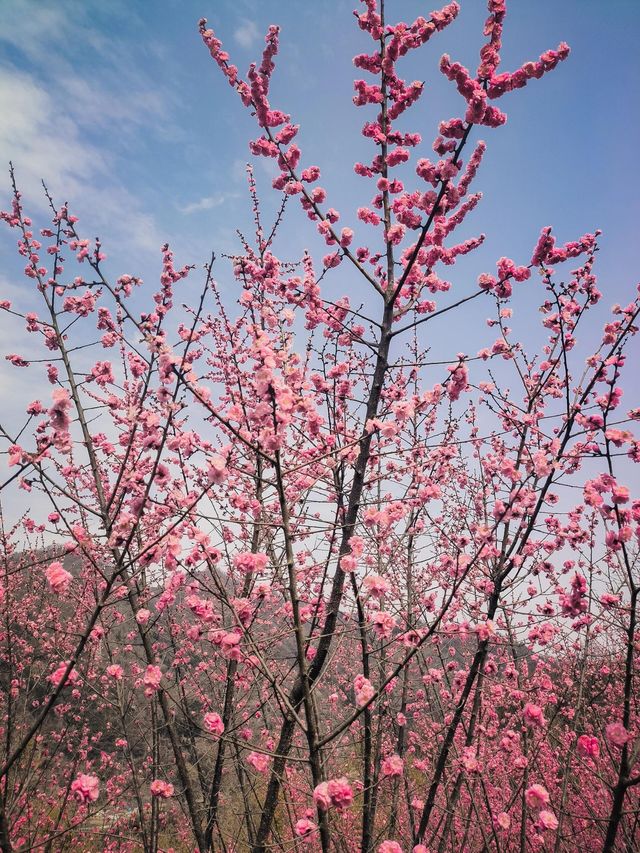 寧陝子午梅苑 | 走進秦嶺深處的百畝梅園