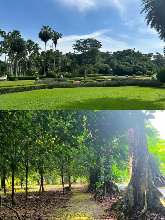 Discover the Bogor Botanical Gardens: A Real-Life Fairytale in Indonesia