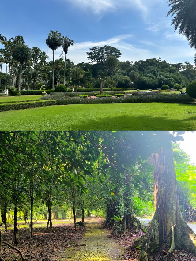 探索印尼茂物市植物園，邂逅綠野仙蹤