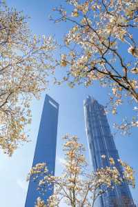 3.19上海的白玉蘭實在是太美了🌸