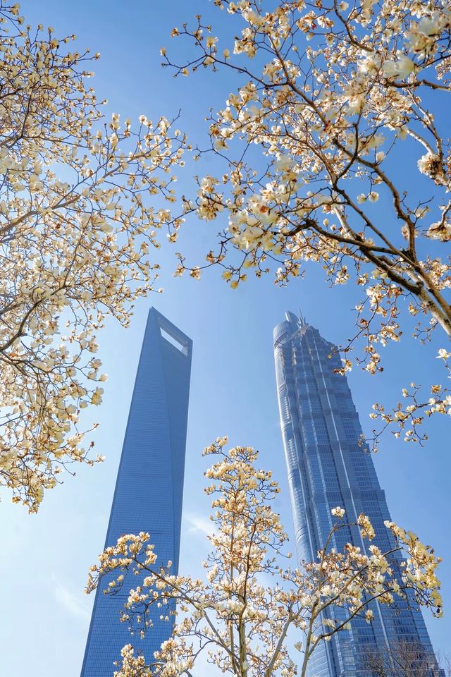 3.19上海的白玉蘭實在是太美了🌸