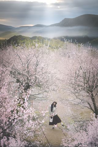 놀라워라! 청두의 봄, 산과 들에 가득한 꽃의 바다!