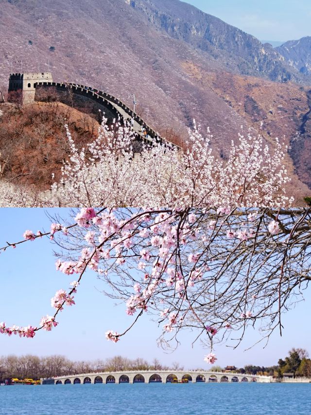 北京賞桃花好去處‖打卡避坑攻略