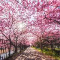 日本櫻花盛開啦！隨手一拍都是人生美照🌸