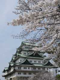 名古屋賞櫻攻略：歷史與現代交織的春日花海！