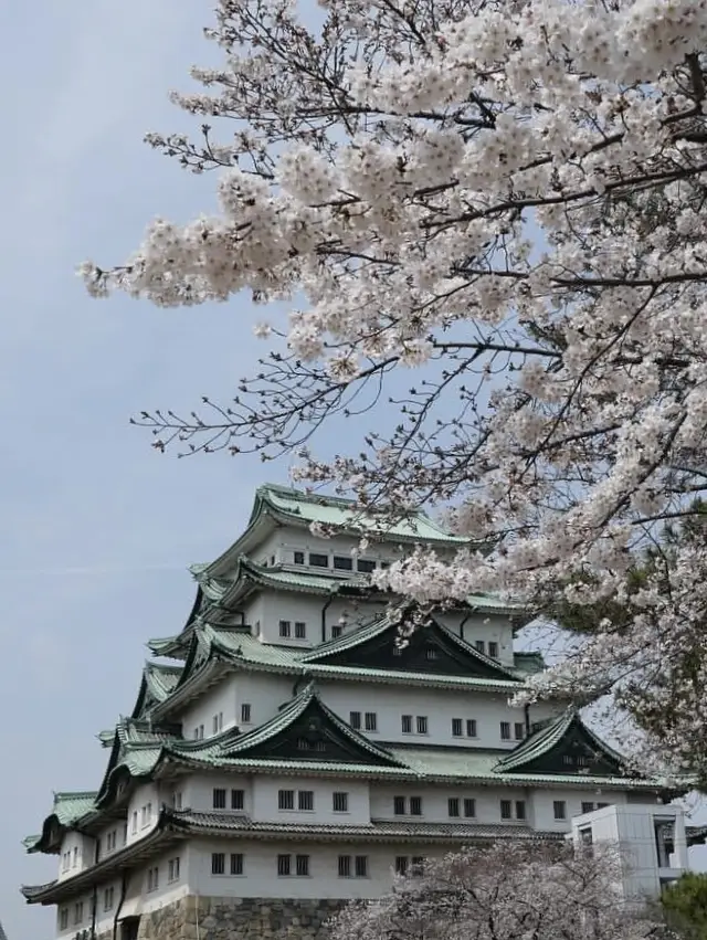 Nagoya Cherry Blossom Viewing Guide: A Spring Flower Sea Where History and Modernity Intertwine!
