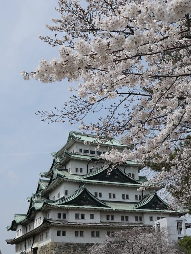 名古屋賞櫻攻略：歷史與現代交織的春日花海！