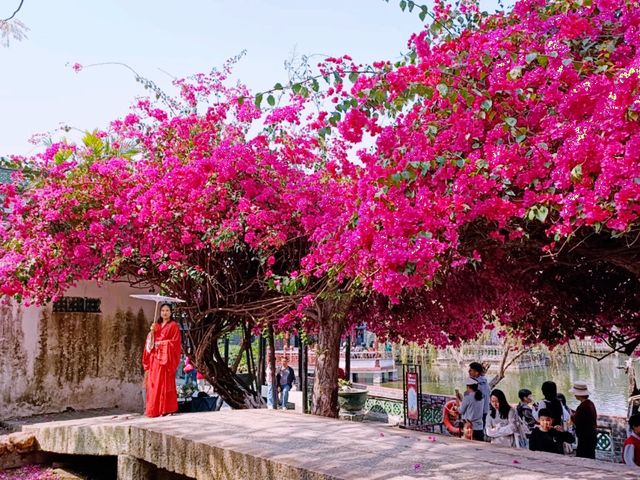 Exploring Zhongshan City Parks During Spring Full Bloom