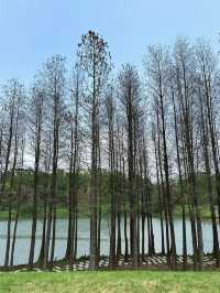 山水畫卷中的靜謐時光：漫步廣州九龍湖