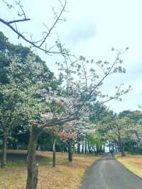 漫步在火山腳下｜櫻島吉野公園