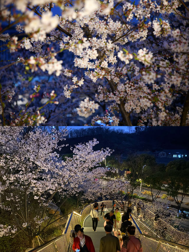 南京賞櫻花｜本地人才知道的免費夜櫻花海 - 觀音門