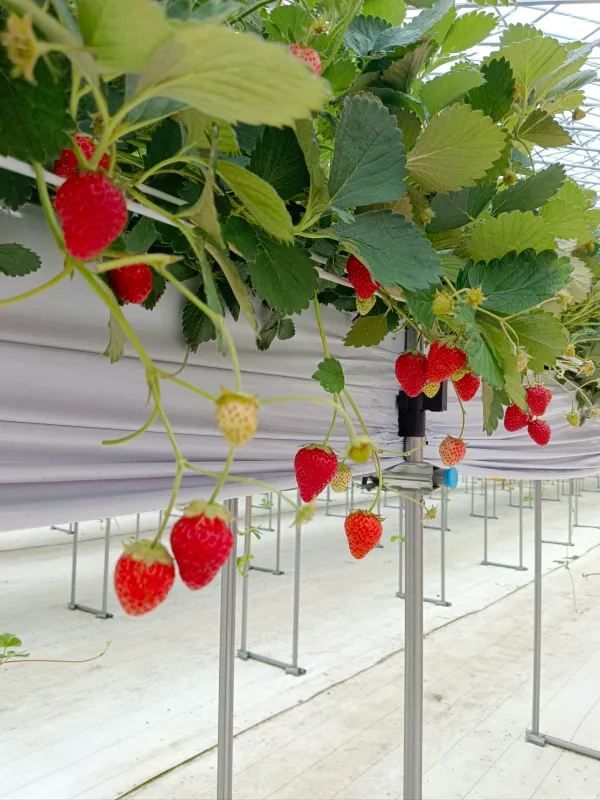 日本の夏のイチゴ