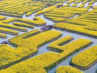 Endless Yellow Blossoms in a Waterway Labyrinth 