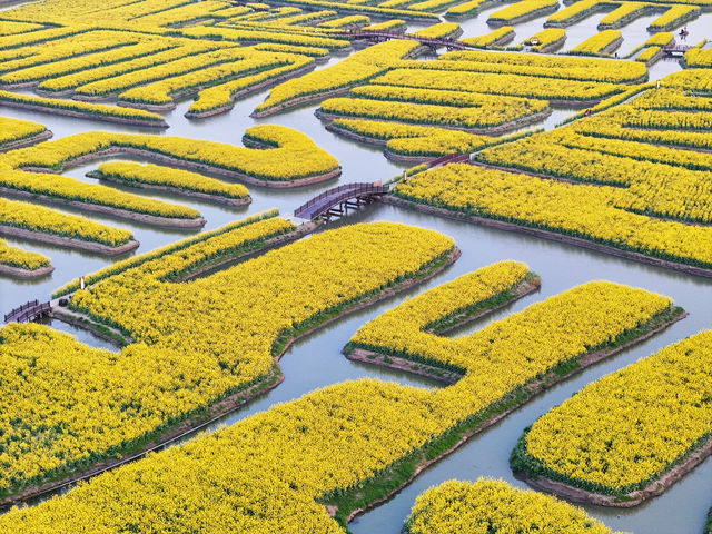 Endless Yellow Blossoms in a Waterway Labyrinth 