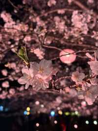 上海|顧村公園|春日櫻花詩旅