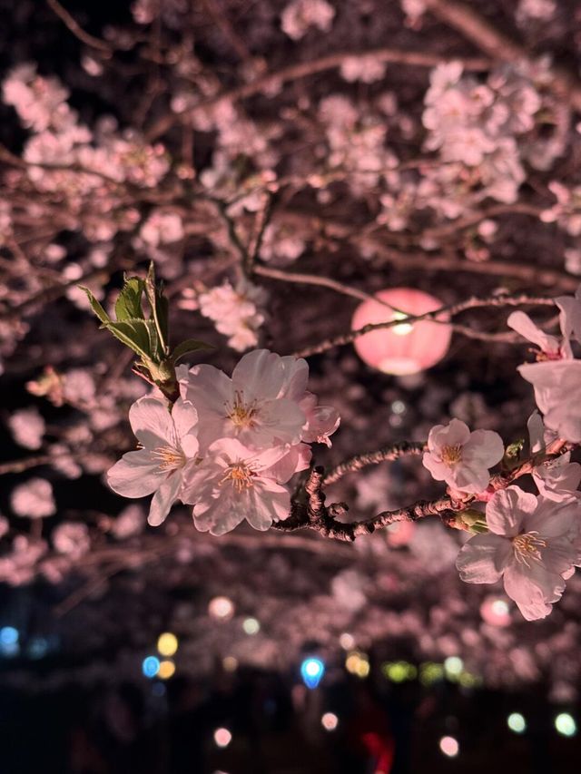 上海|顧村公園|春日櫻花詩旅