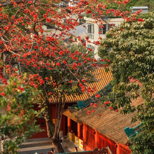 我在廣州上春山丨農講所賞木棉花citywalk路線