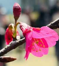 顧村公園賞早櫻