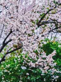 全網首發：櫻花油菜花同框，3.13實拍